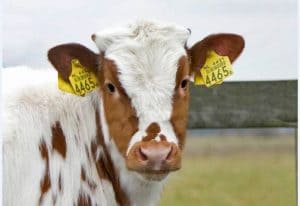  cattle ear tag