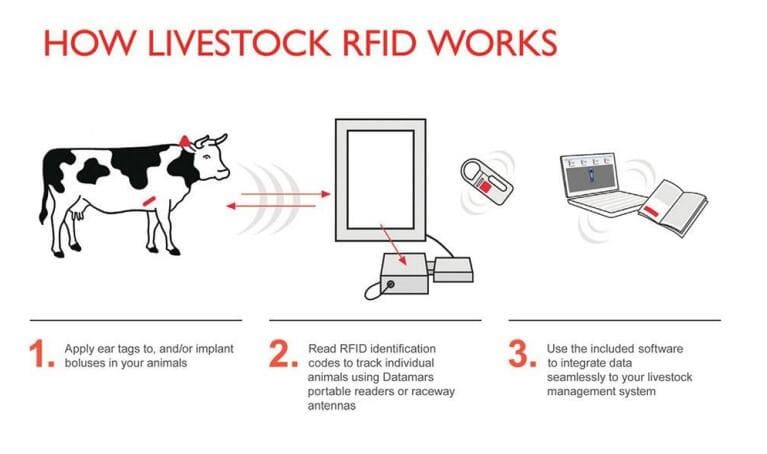 rfid cow tag system