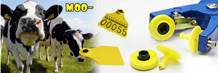 cow ear tags