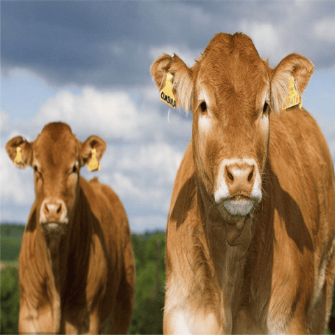 rfid animal tracking