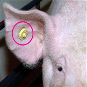 RFID animal Tags